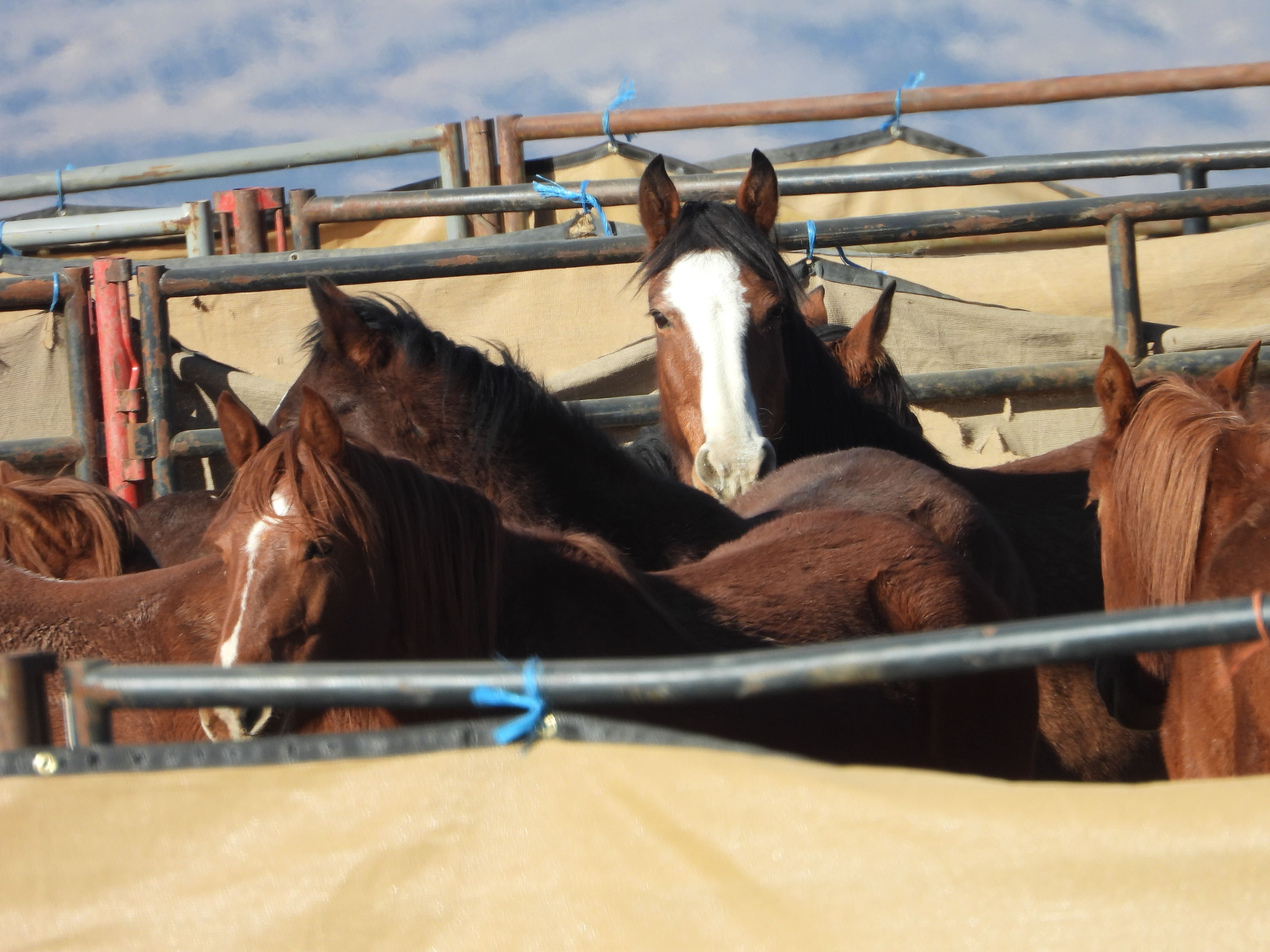 Wild Horses Lives Matter