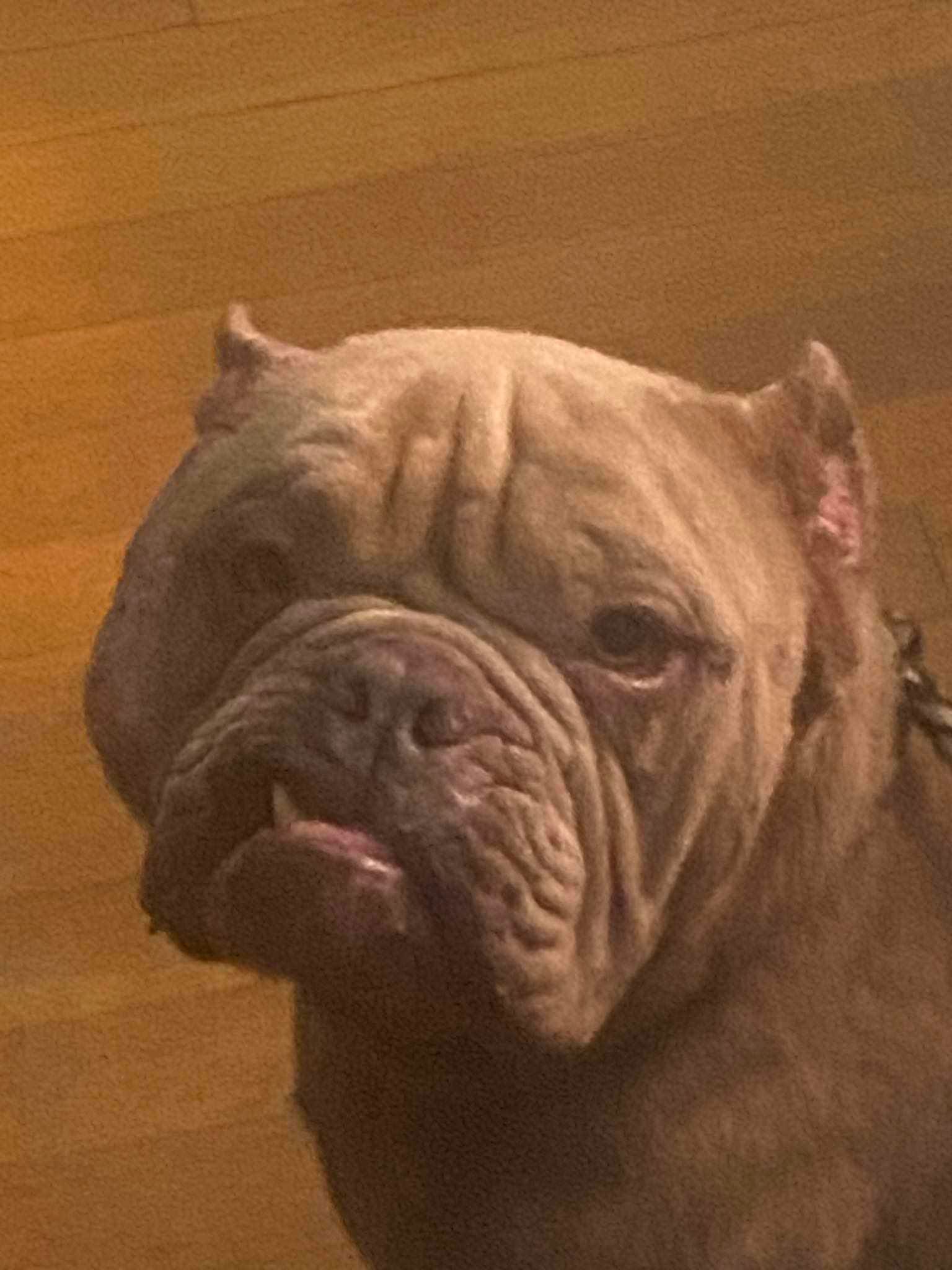 UnbreakaBULL Pit Bull Rescue