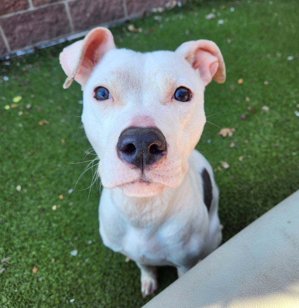 UnbreakaBULL Pit Bull Rescue