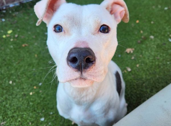 UnbreakaBULL Pit Bull Rescue