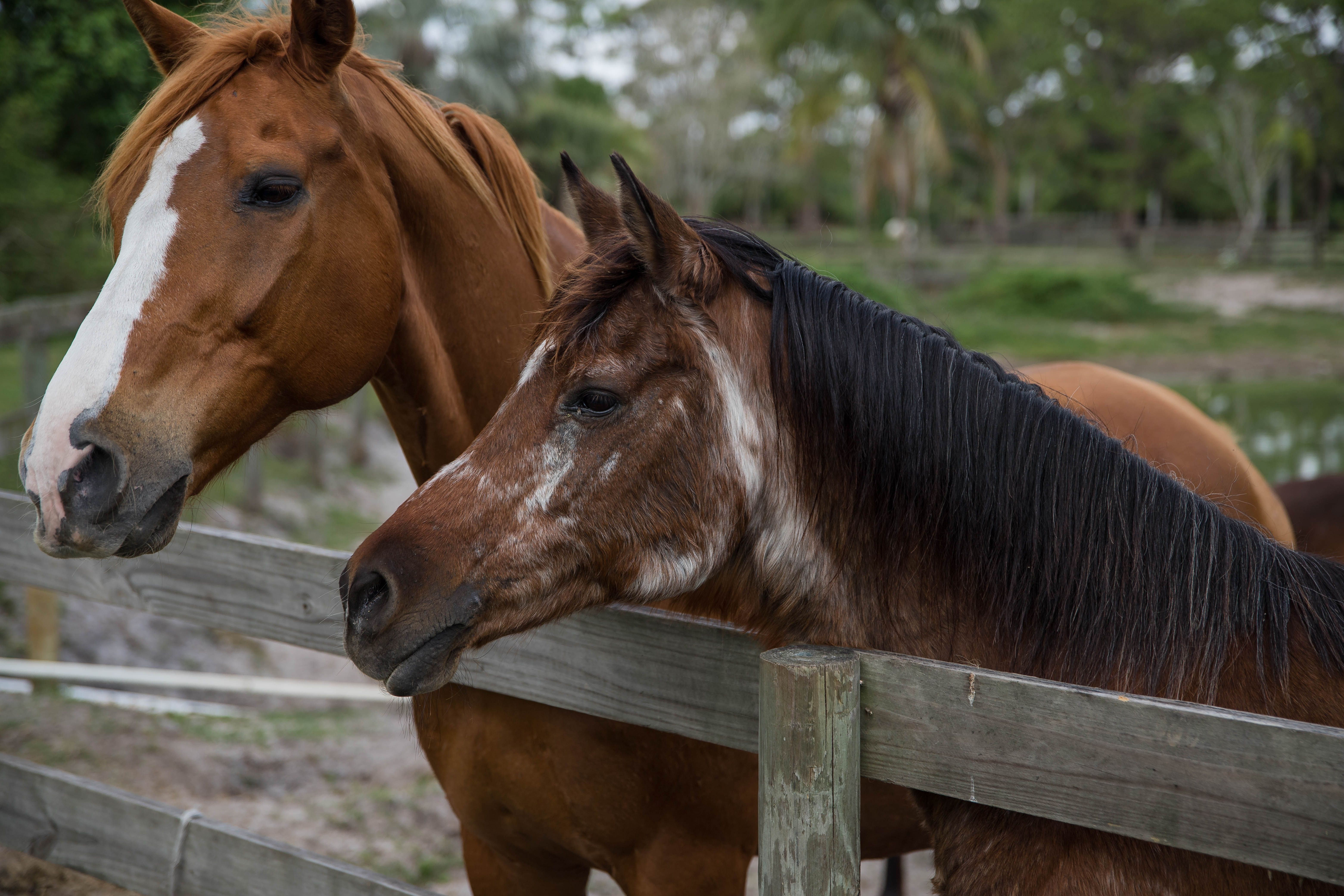 The Liberty Barn Sanctuary