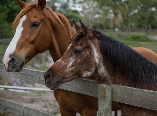 The Liberty Barn Sanctuary