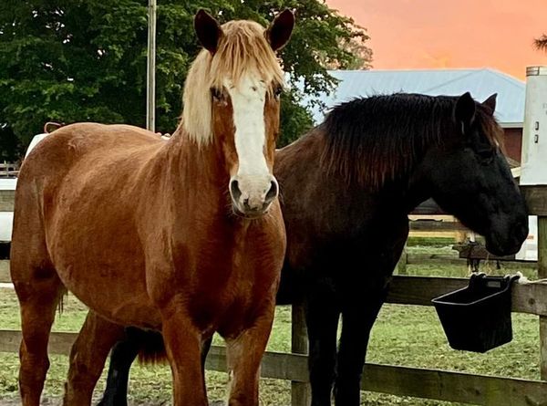 The Liberty Barn Sanctuary