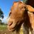 The Rescue Ranch Animal Sanctuary