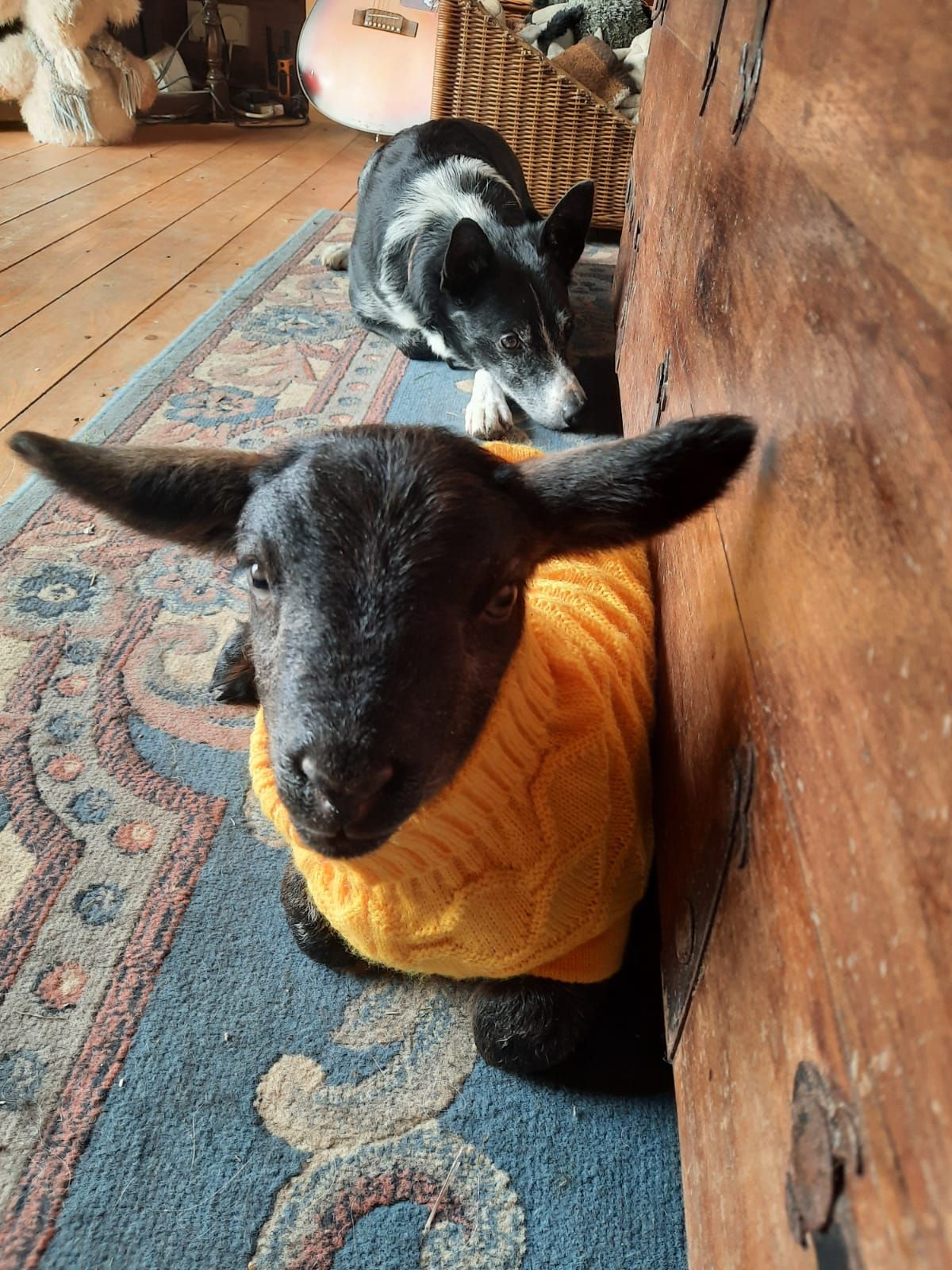 The Rescue Ranch Animal Sanctuary