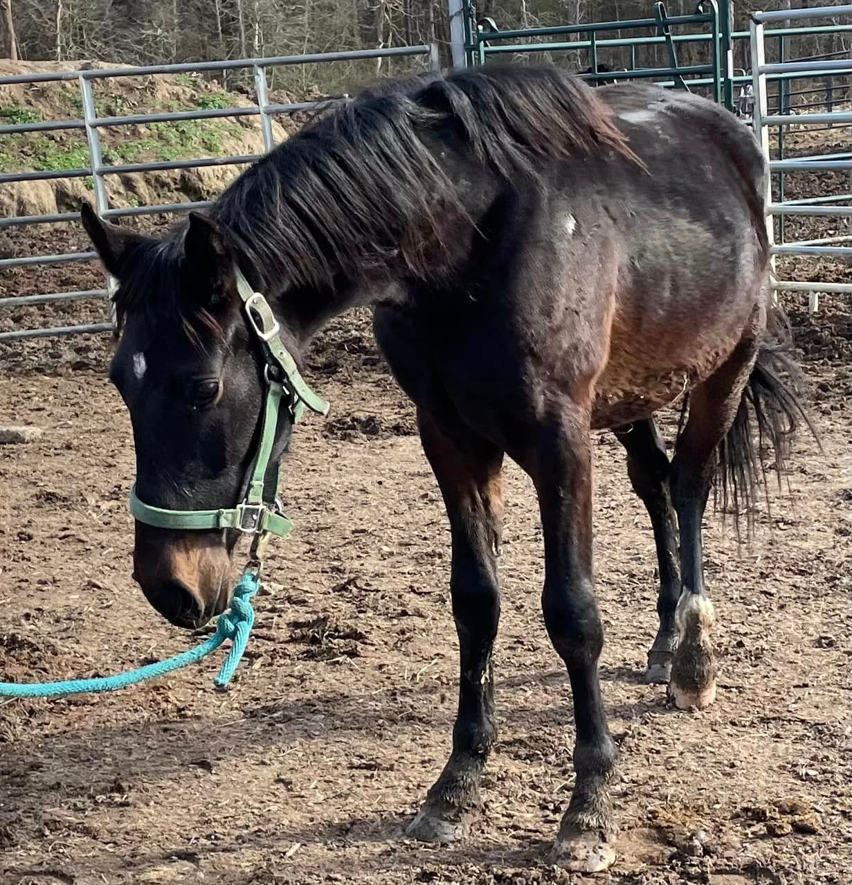 Trotting Home Equine Rescue, INC.
