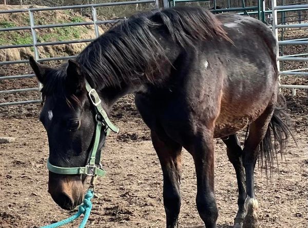 Trotting Home Equine Rescue, INC.