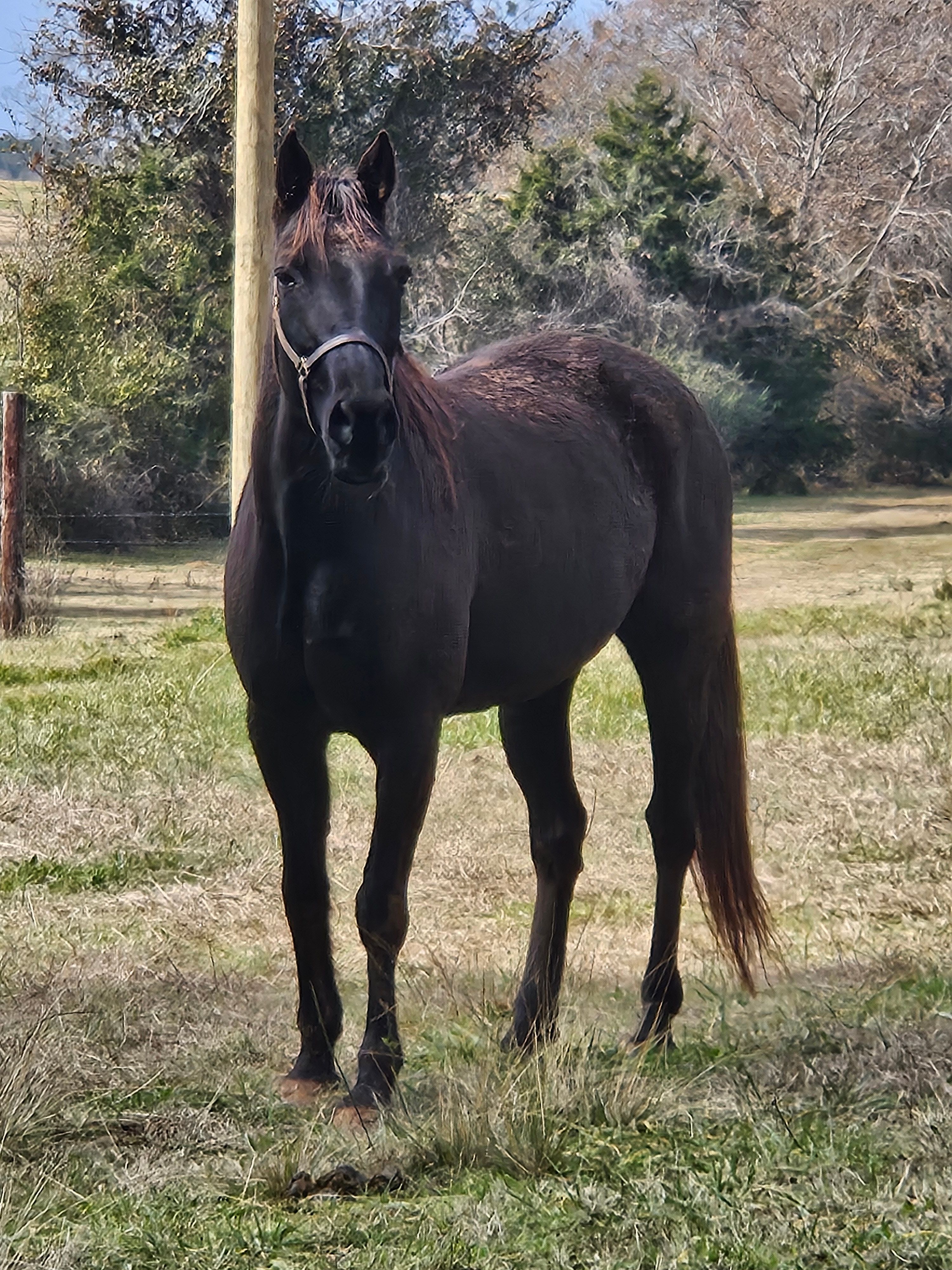 Trotting Home Equine Rescue, INC.