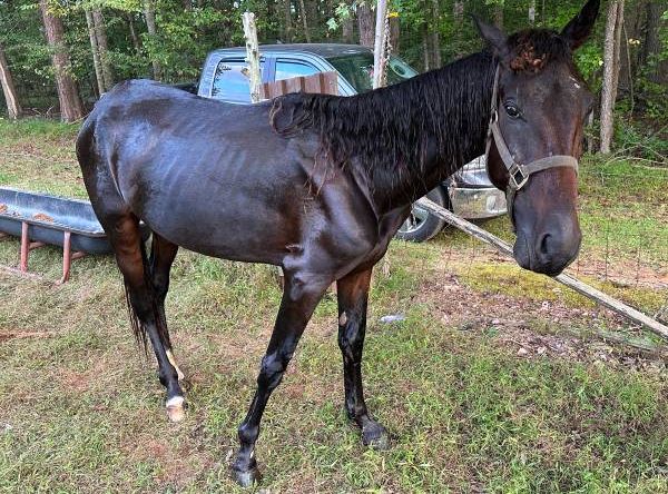 Trotting Home Equine Rescue, INC.