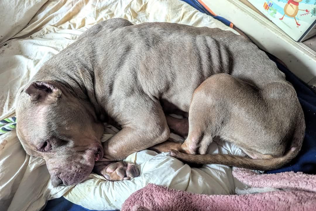 Lola’s Legacy Dog Rescue CIC