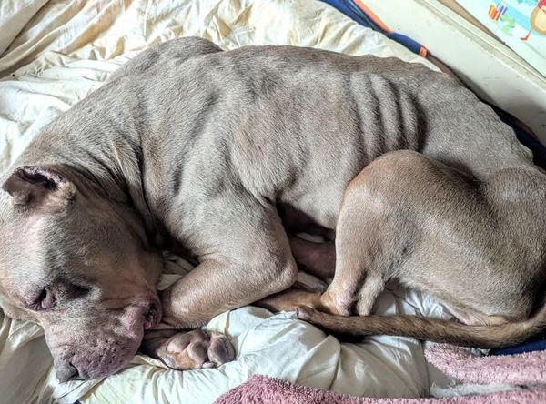 Lola’s Legacy Dog Rescue CIC