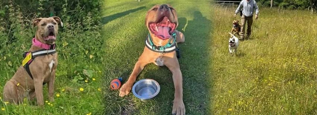 Lola’s Legacy Dog Rescue CIC