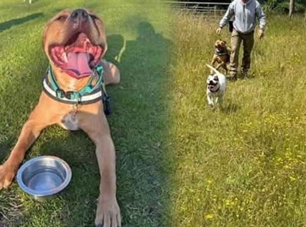 Lola’s Legacy Dog Rescue CIC