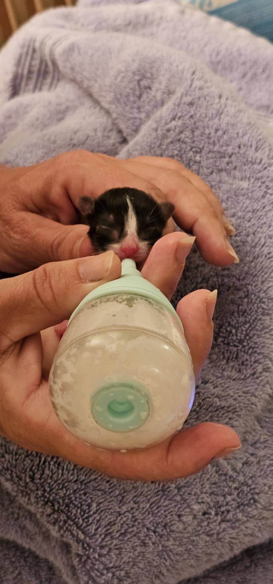 The Kitten Angel Rescue Inc