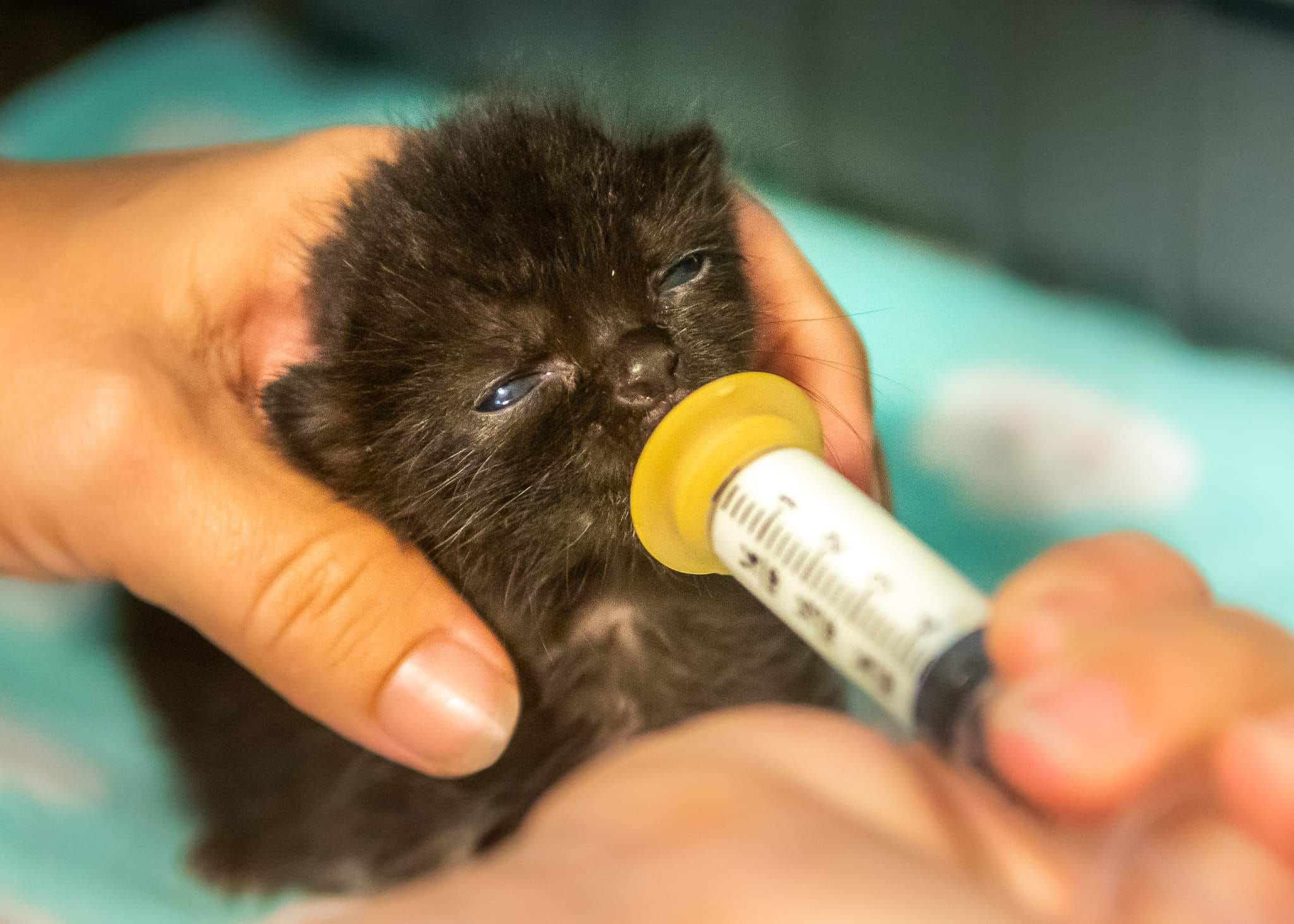 The Kitten Angel Rescue Inc