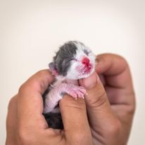 The Kitten Angel Rescue Inc