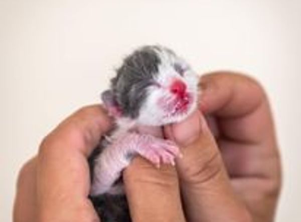 The Kitten Angel Rescue Inc