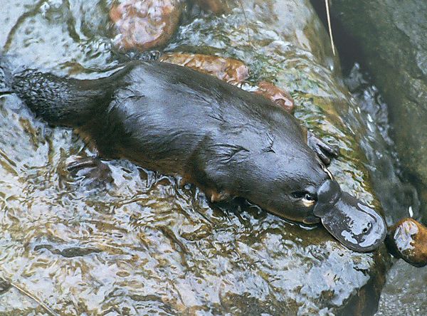 Warrawong Wildlife Sanctuary