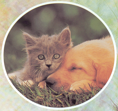 Animal Shelter Inc (Sterling Animal Shelter)