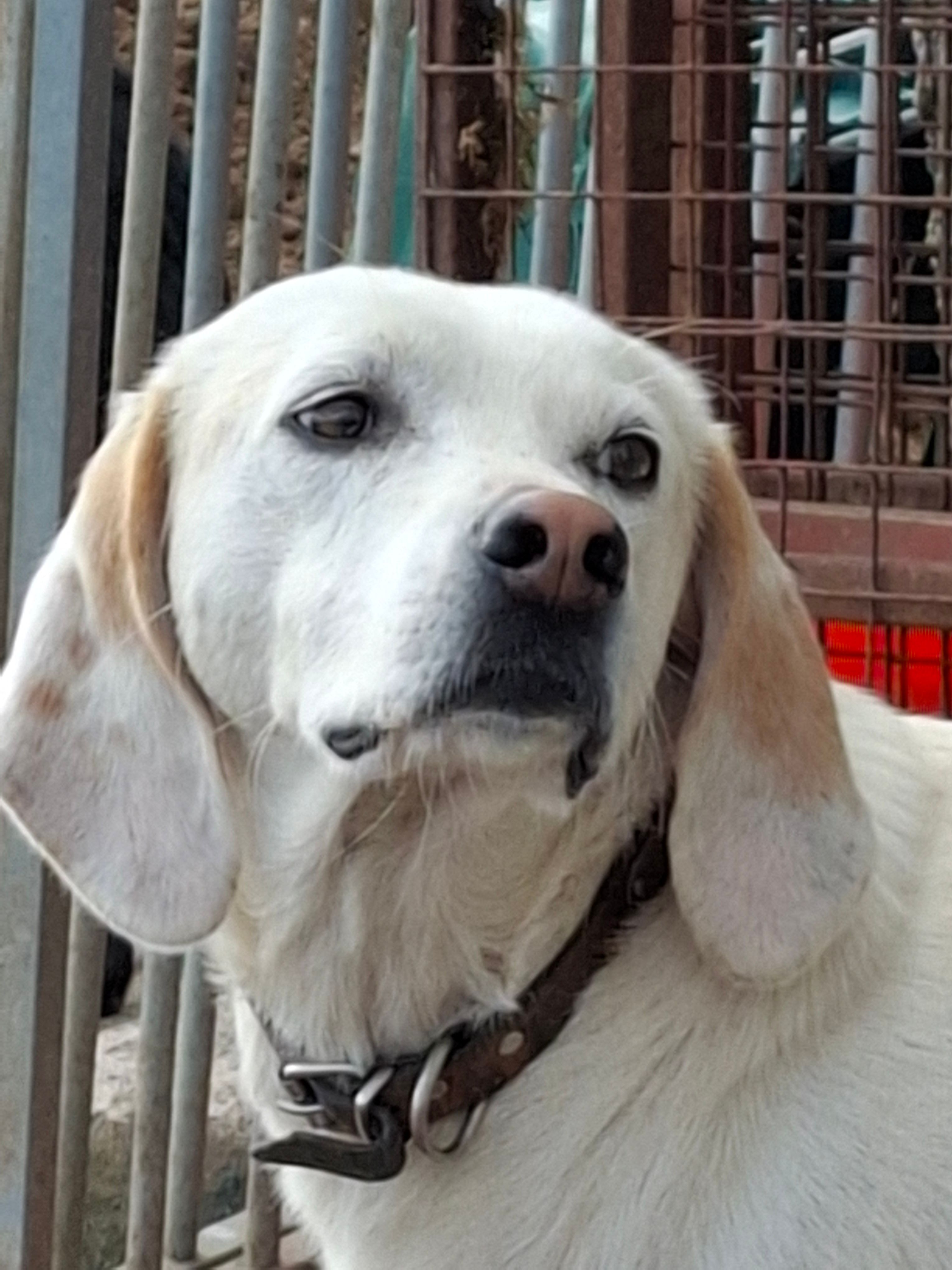 Hullabaloo Sanctuary