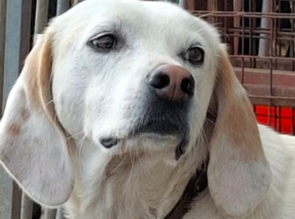 Hullabaloo Sanctuary