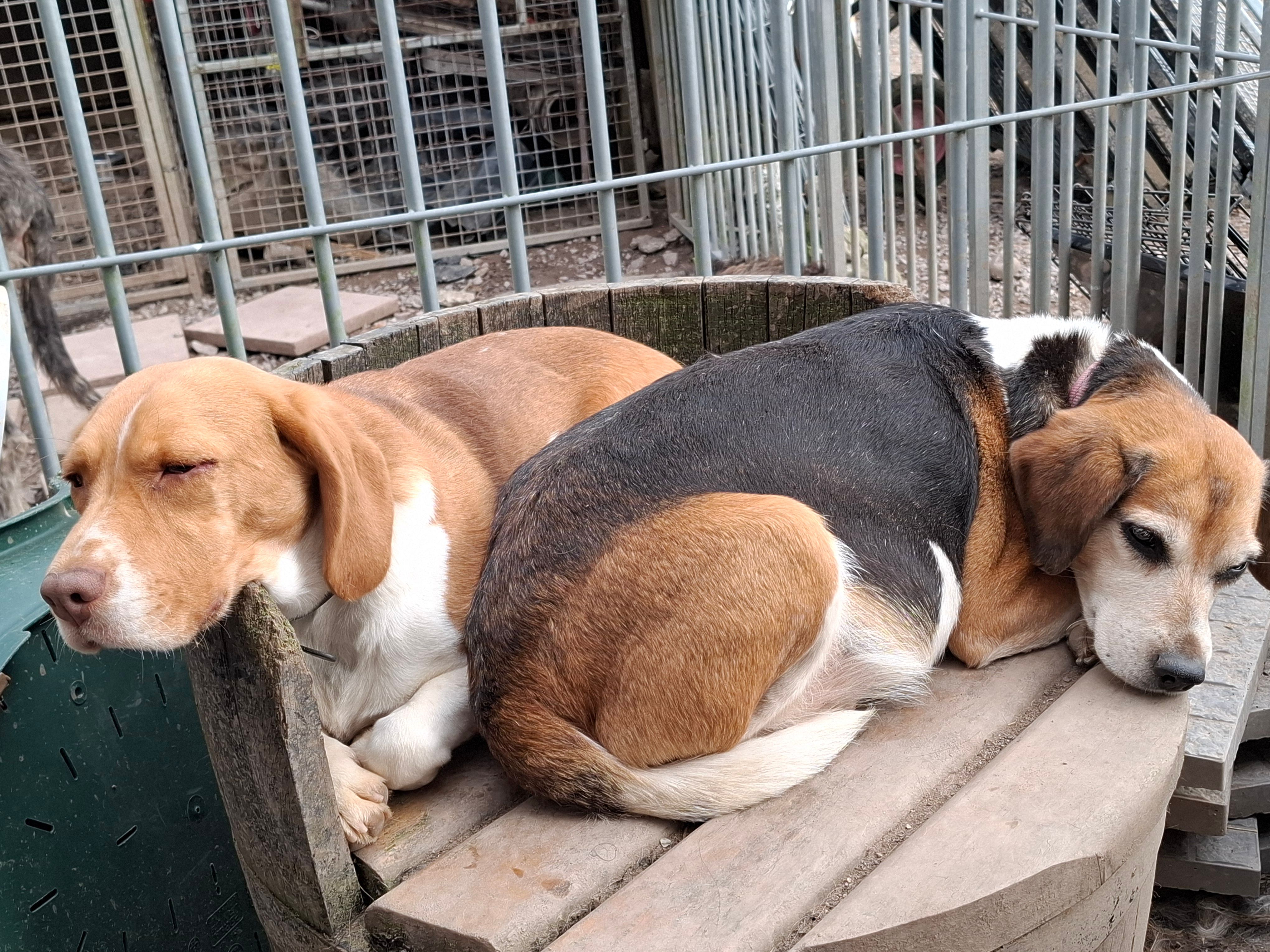 Hullabaloo Sanctuary