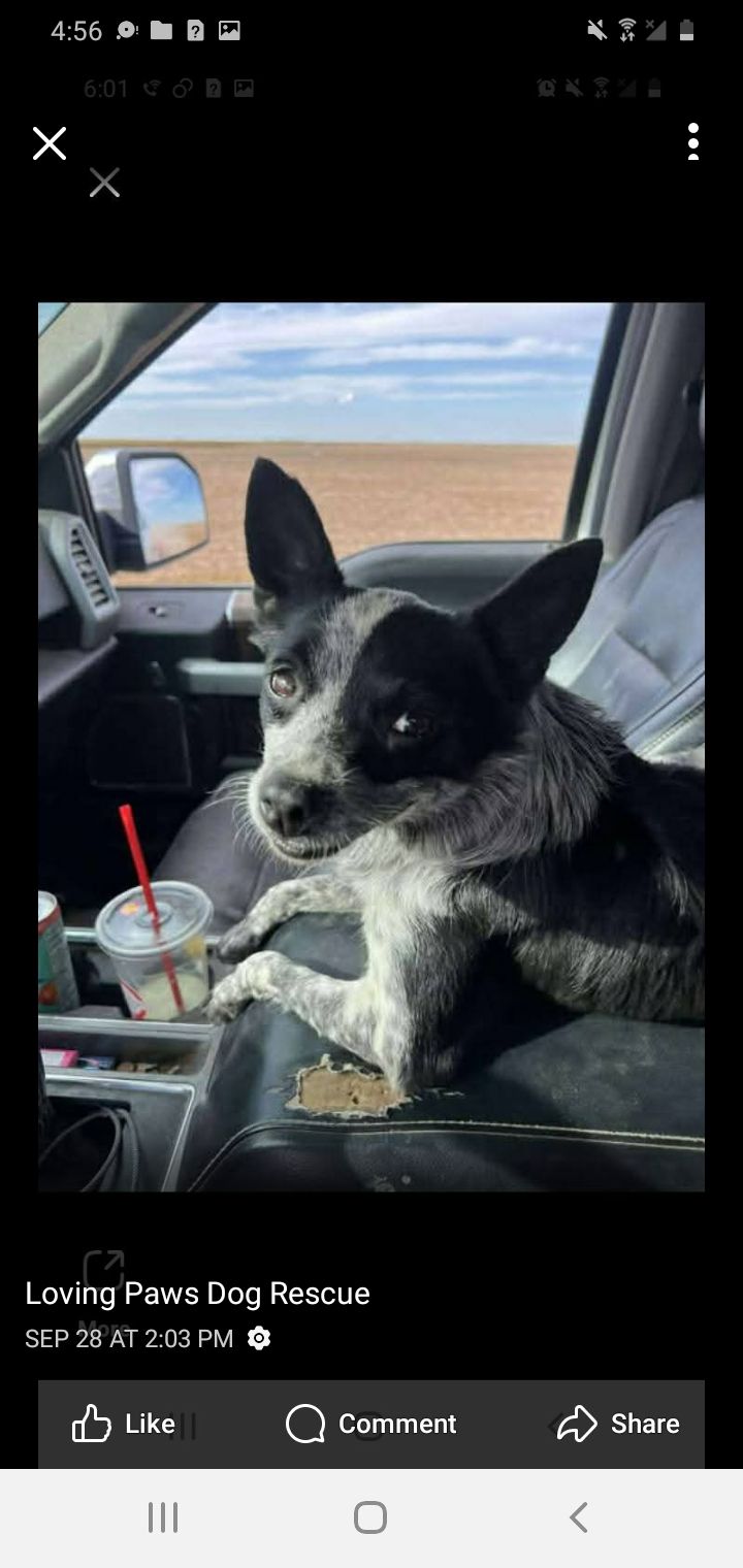 Loving Paws Dog Rescue