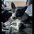 Loving Paws Dog Rescue
