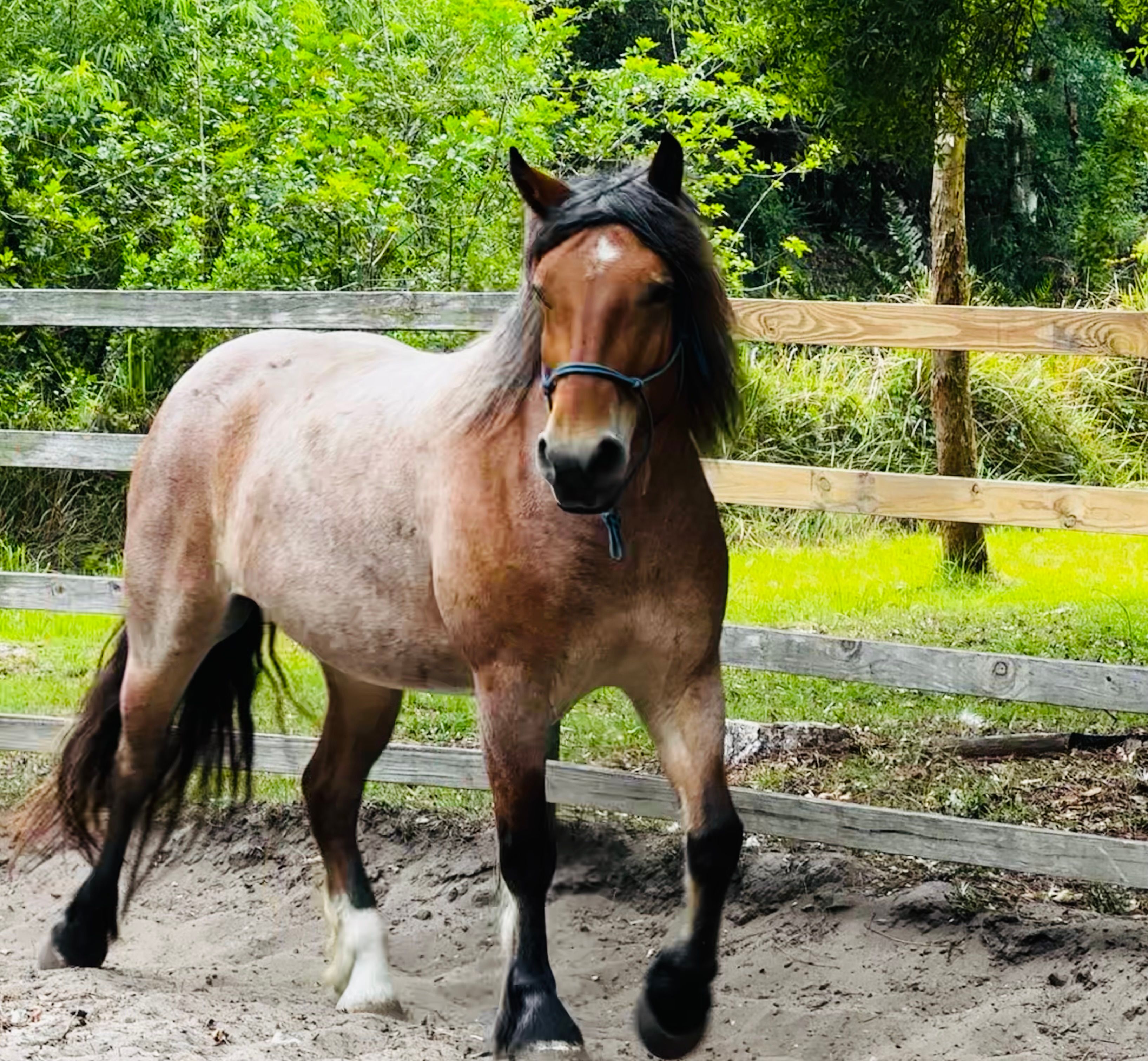 Harry's Hidden Acres Sanctuary