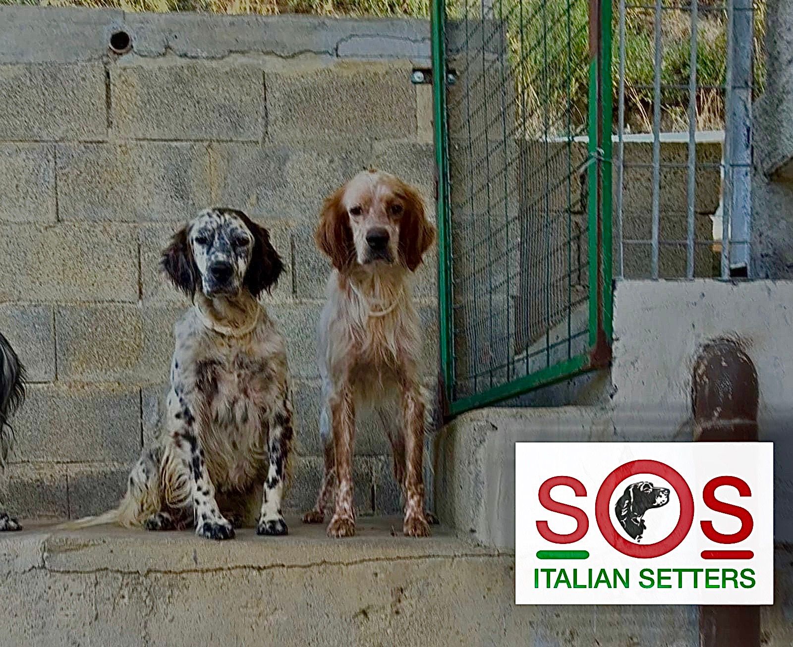 SOS Italian Setters