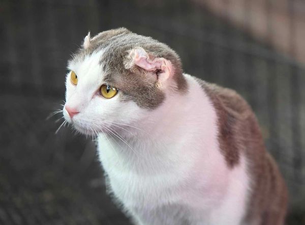 Alaska Rescue Kitties Corporation