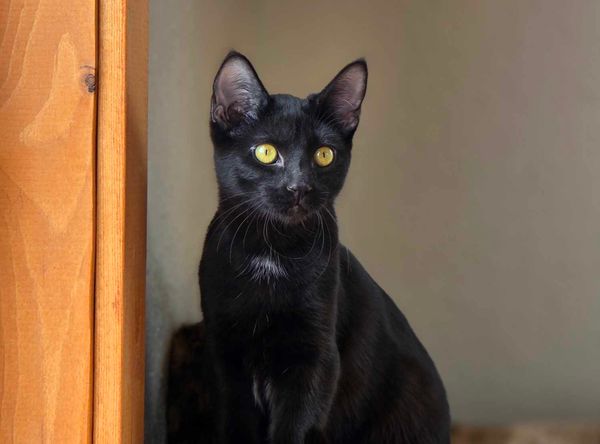 Alaska Rescue Kitties Corporation