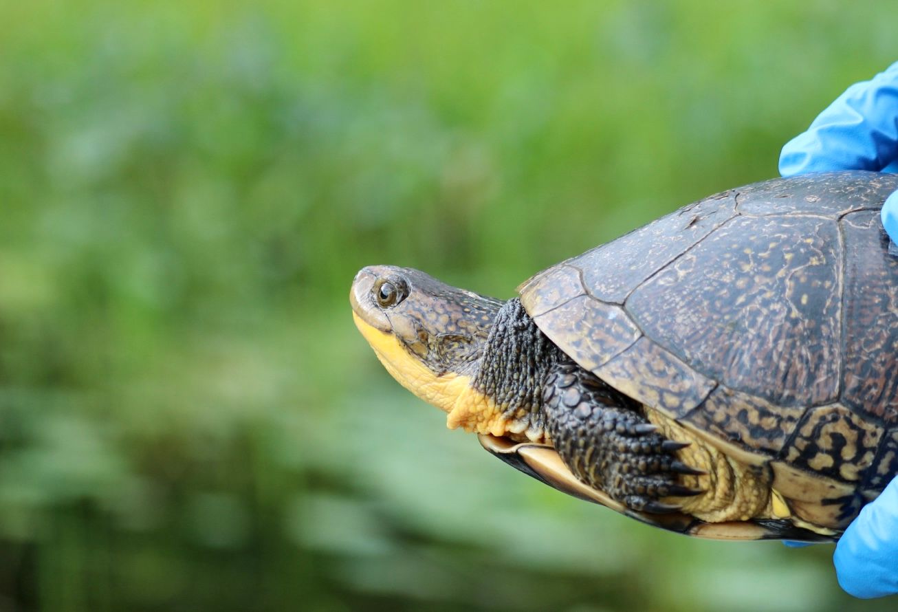 Ontario Turtle Conservation Centre
