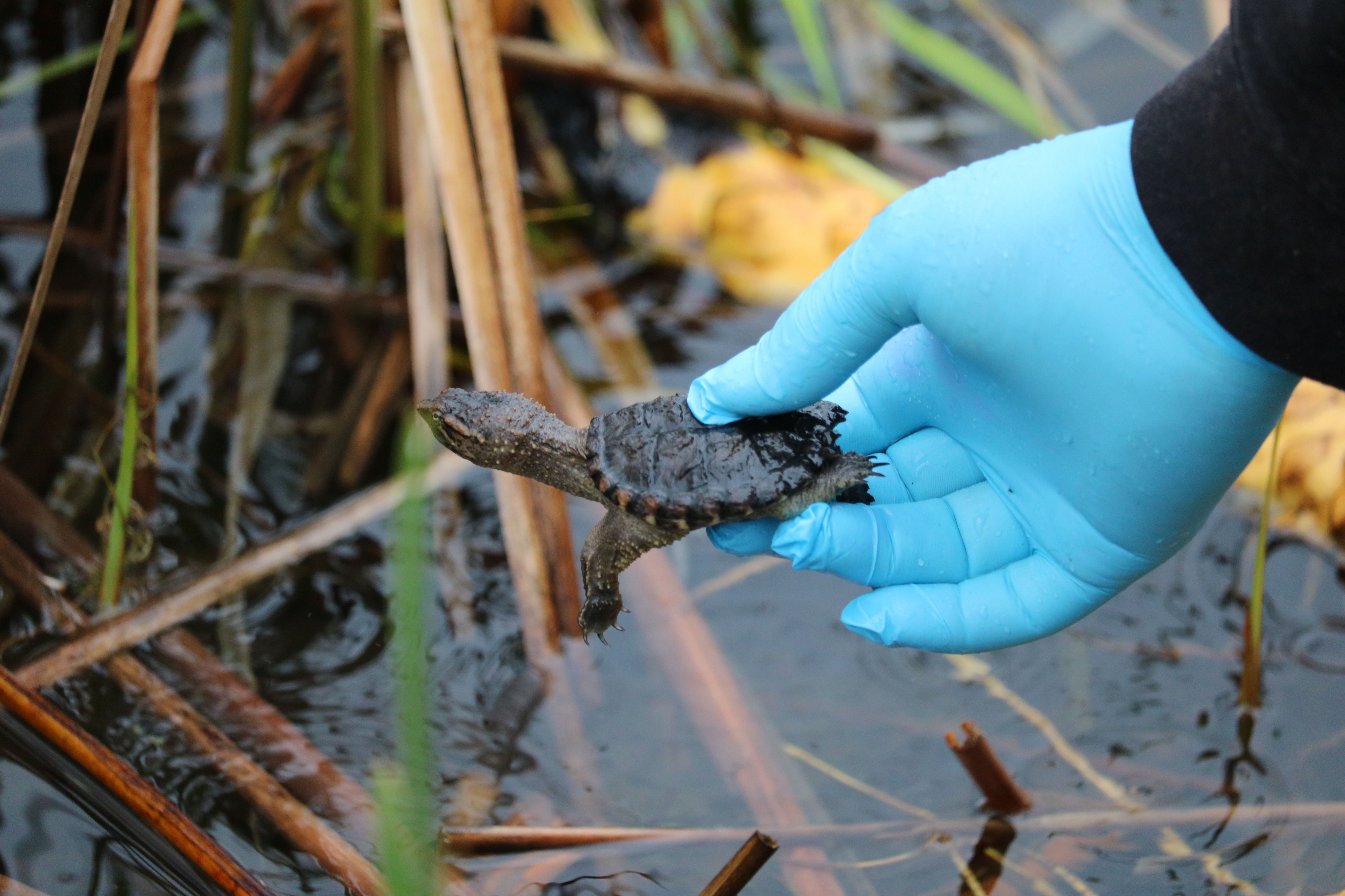 Ontario Turtle Conservation Centre