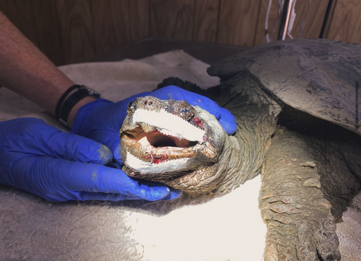 Ontario Turtle Conservation Centre