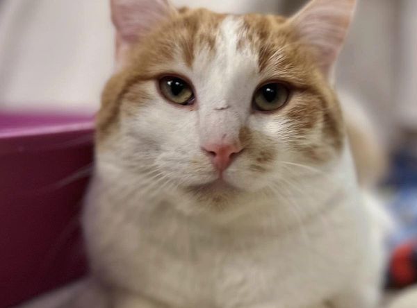 Humane Society of Portage County WI