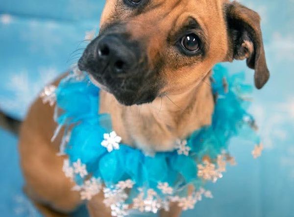 Humane Society of Portage County WI