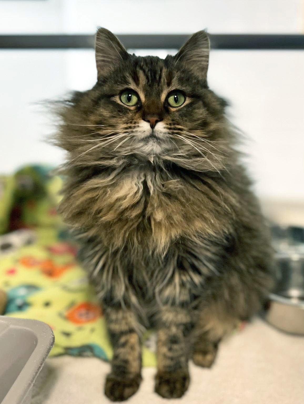 Humane Society of Portage County WI