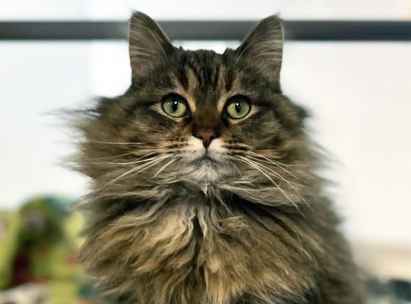 Humane Society of Portage County WI