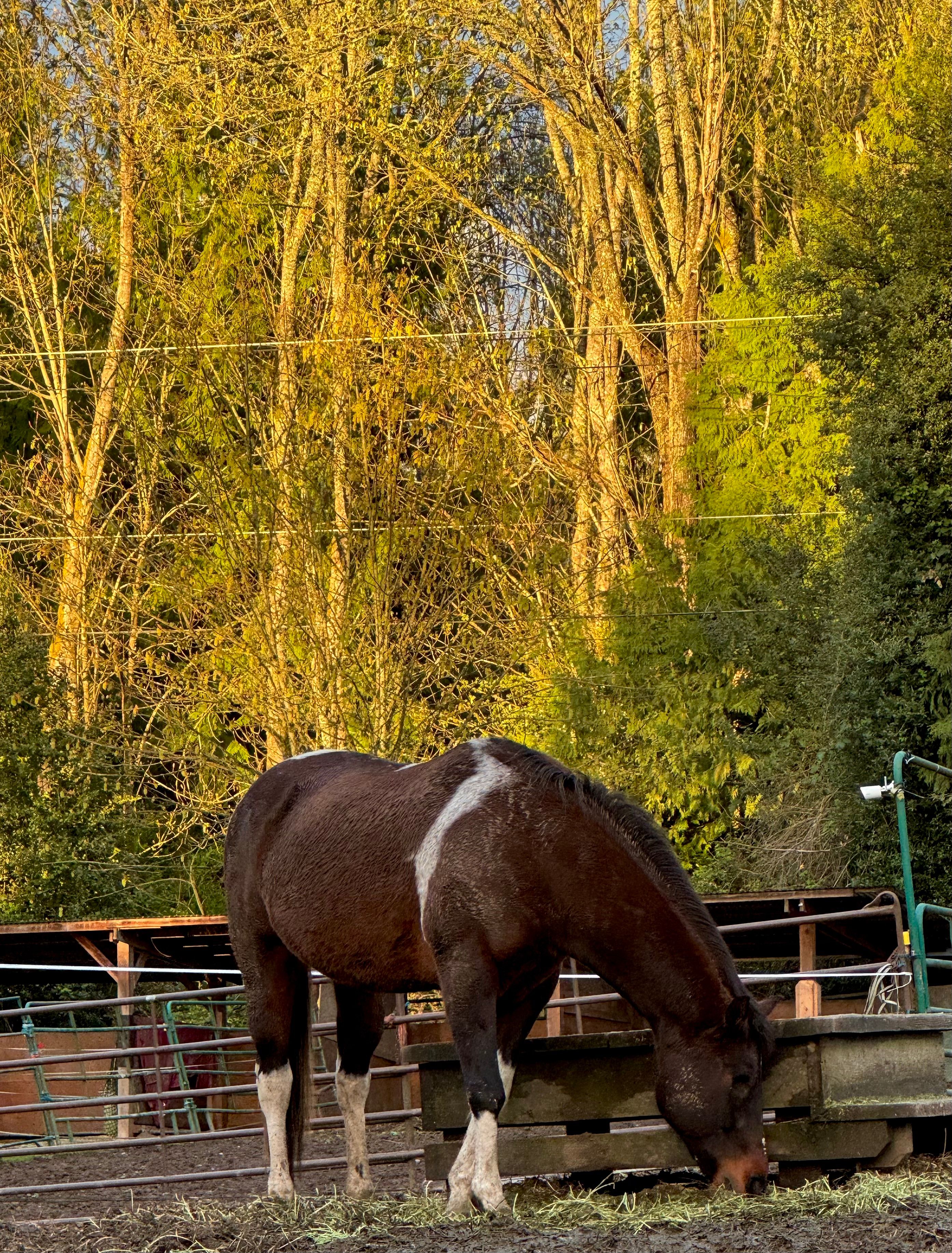 Toni’s Ponies Horse Rescue