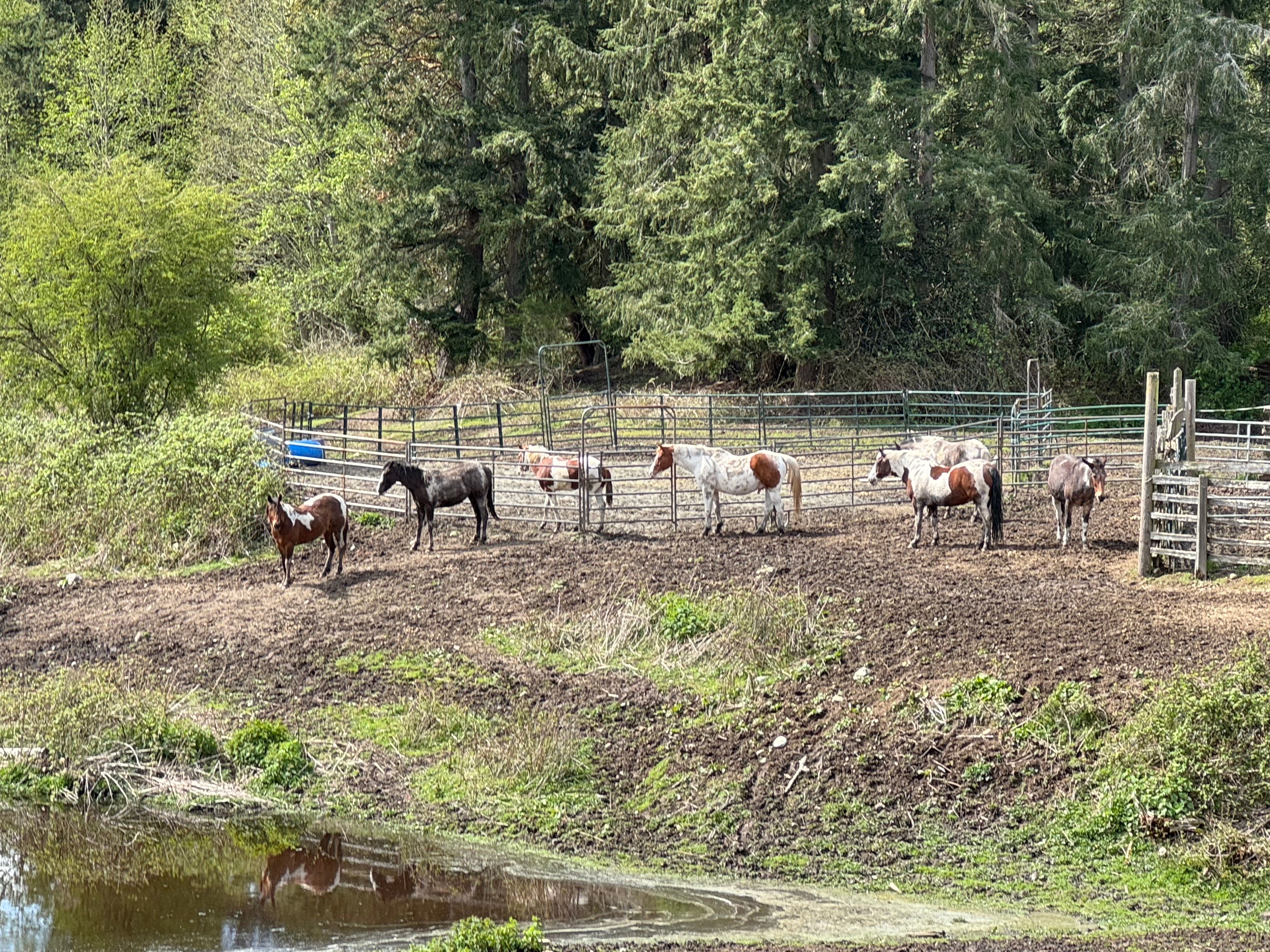 Toni’s Ponies Horse Rescue
