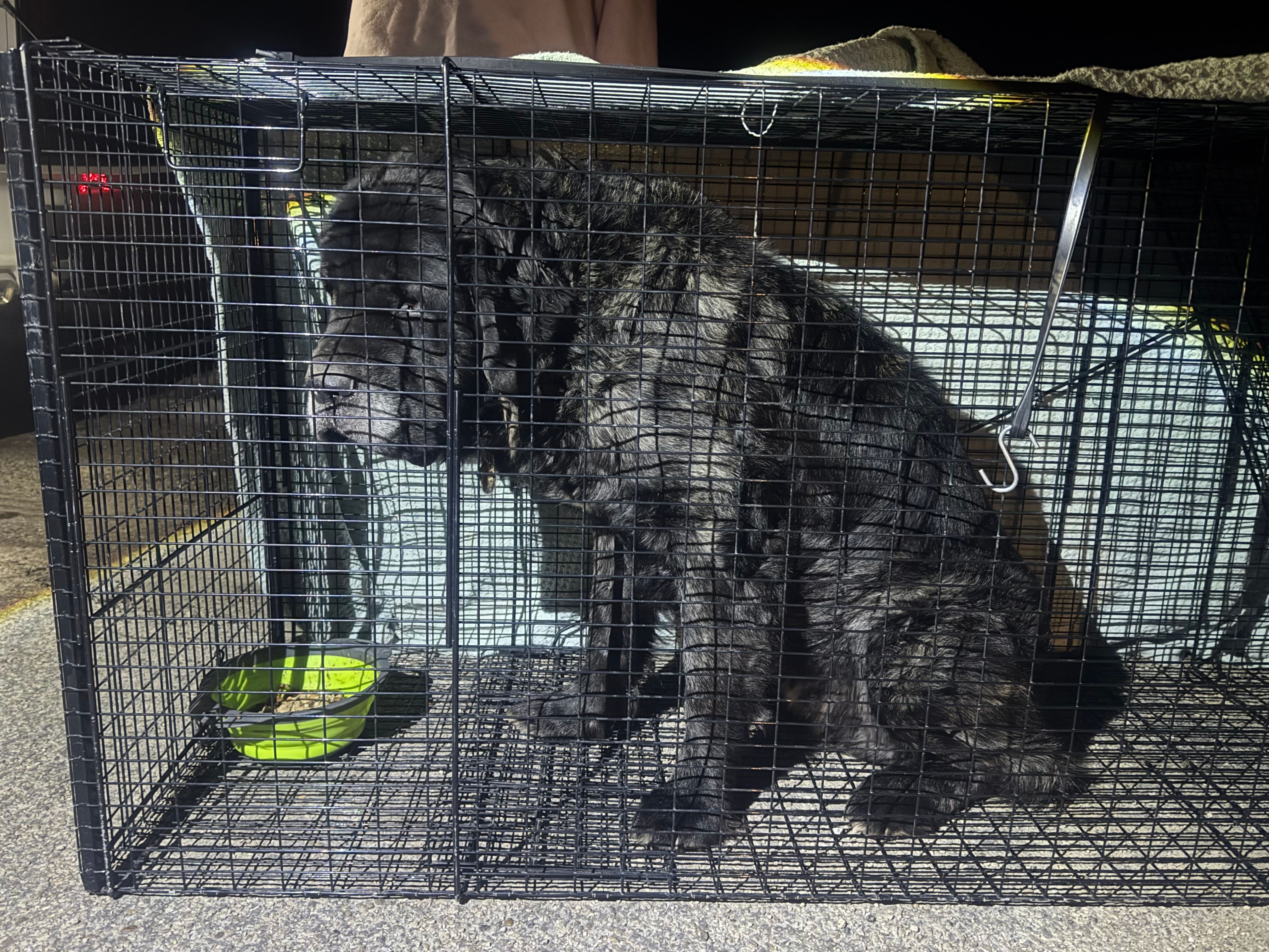 Paws of Hope Animal Rescue Incorporated