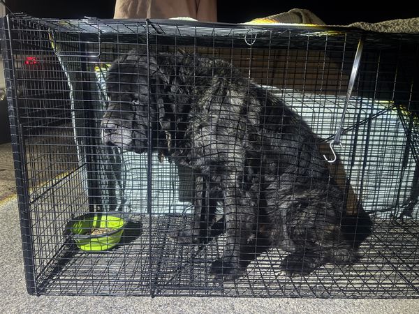 Paws of Hope Animal Rescue Incorporated