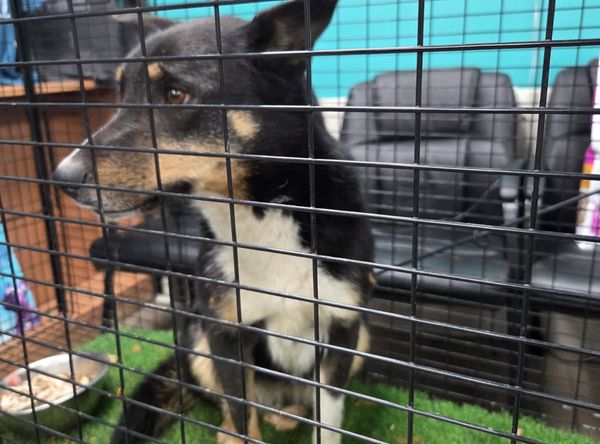 Paws of Hope Animal Rescue Incorporated