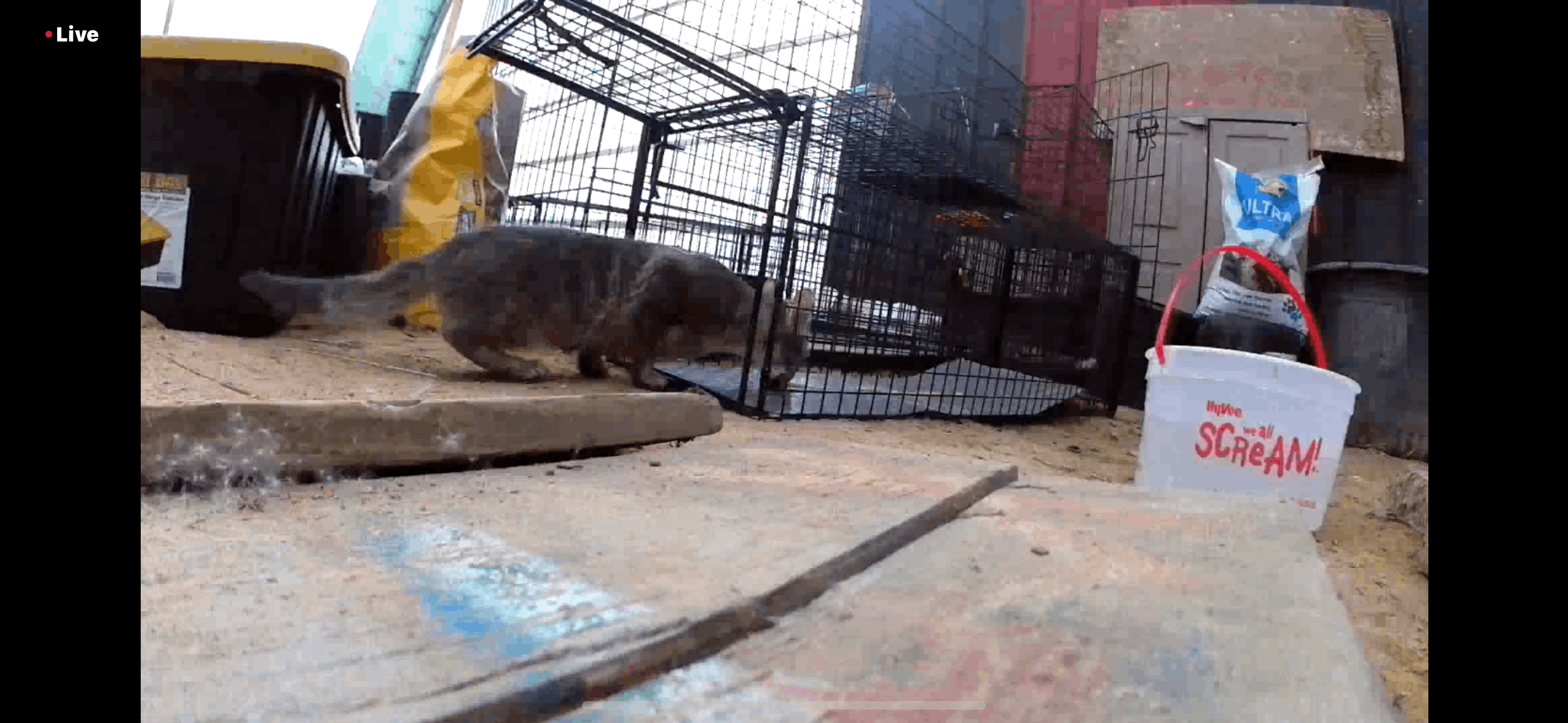 Paws of Hope Animal Rescue Incorporated