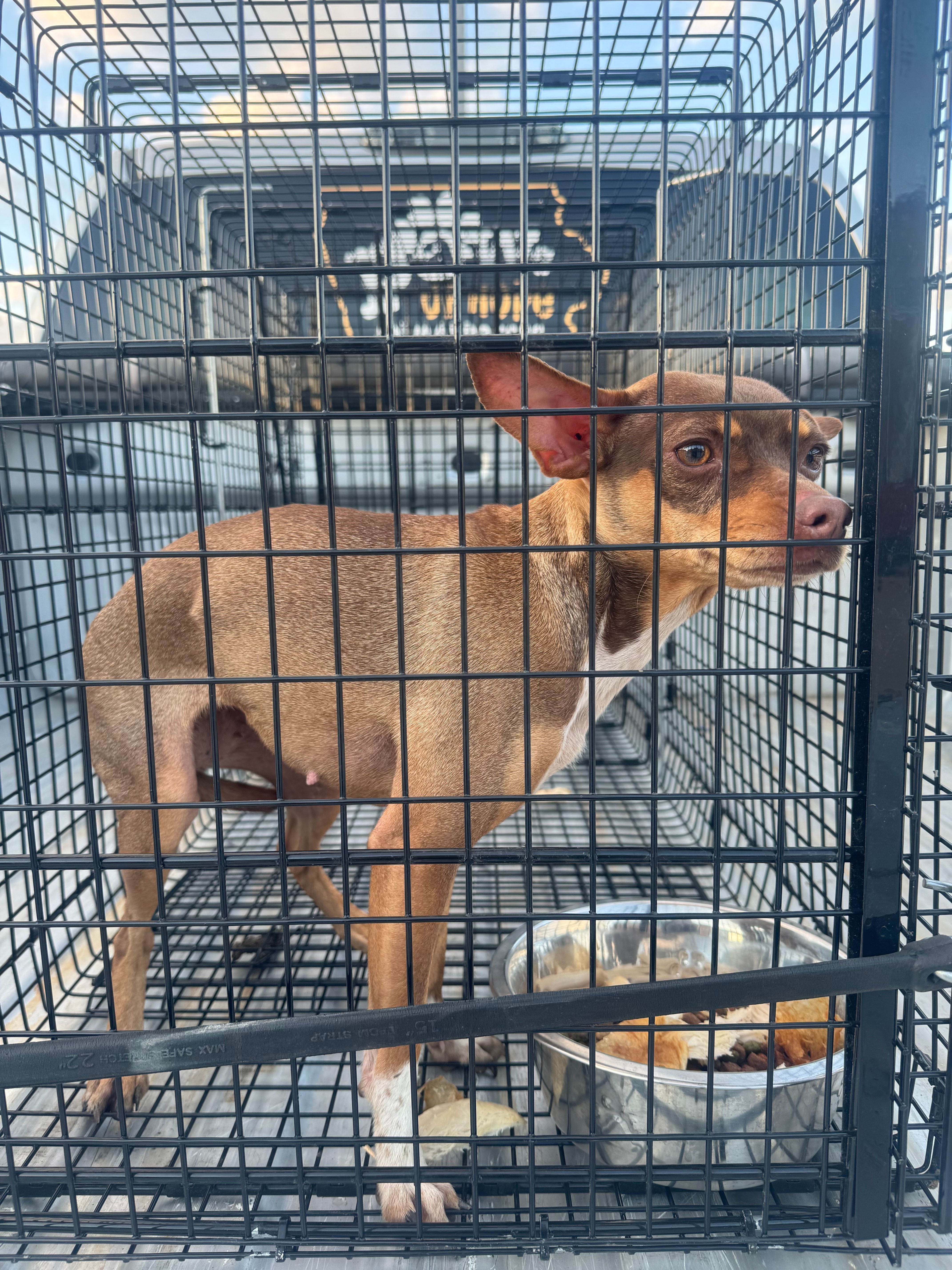 Paws of Hope Animal Rescue Incorporated