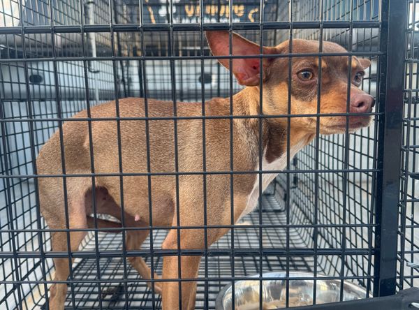 Paws of Hope Animal Rescue Incorporated