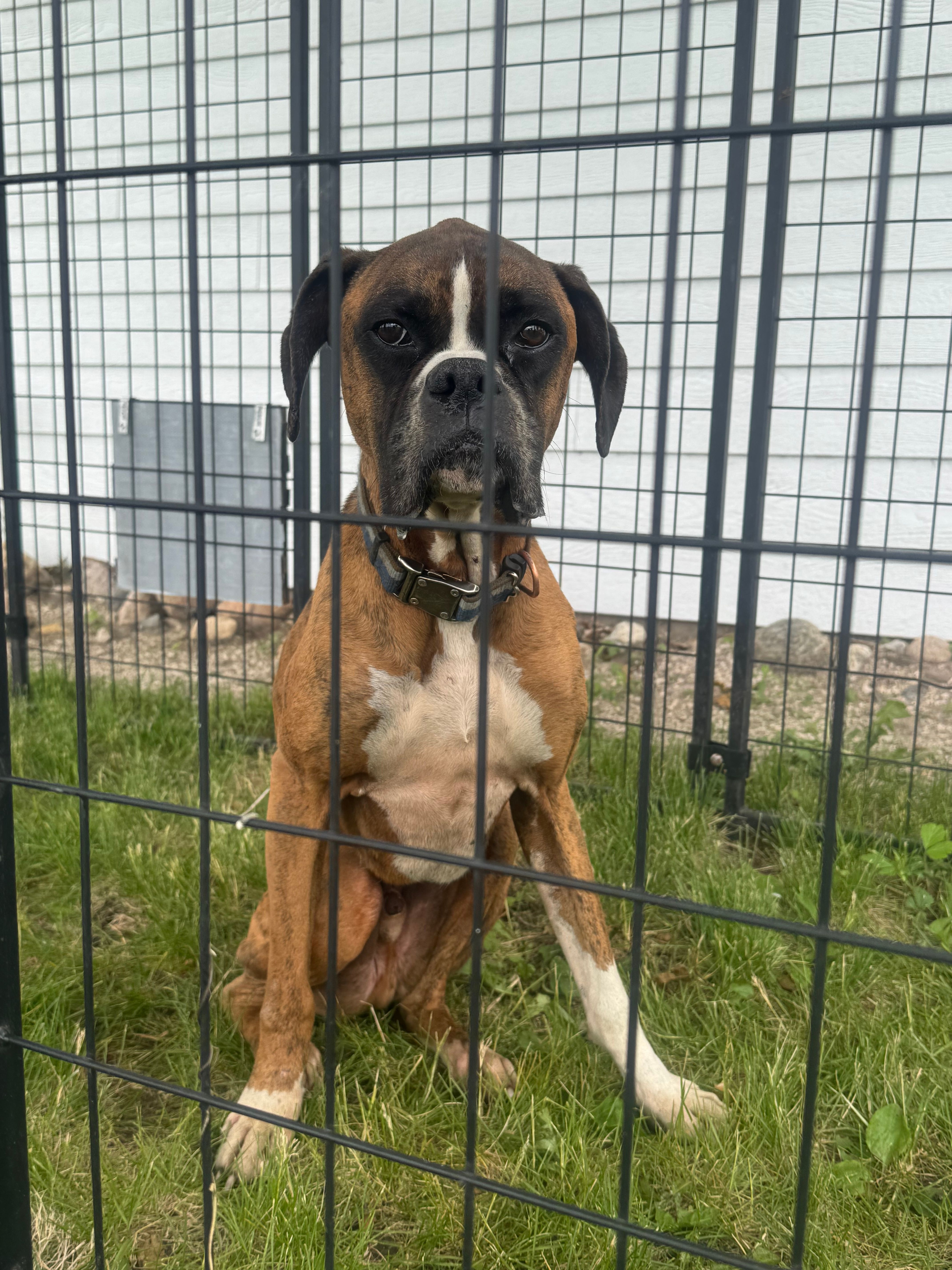 Paws of Hope Animal Rescue Incorporated