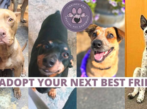 CASPR - Canine and Special Pet Rehoming