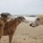 Midwest Greyhound Adoption